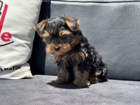 Wc eğitimli anti allerjik tea cup yorkshire terrier
