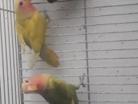 Yeme yeni düşen cennet ve sevda papağanı yavrular