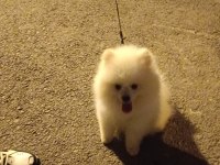 Küçük sevimli pomeranian boo