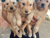 Golden retriever yeni doğan yavrular