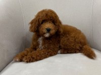 WC EĞİTİMLİ AŞILARI TAM DİŞİ TOY POODLE YAVRUMUZ