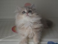 Safkan British Longhair Yavrular