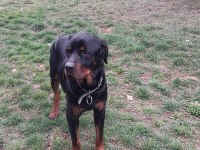 KOCA KAFA Rottweiler eğitimlidir 1 yaşında