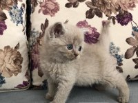 Hemen teslim top kafa yavrular british longhair