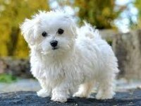 Maltese Terrier Xs Teacup Karbeyaz Bebeklerim