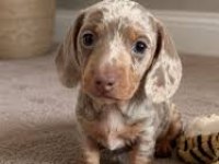 ÜST KALİTE MİNİ DACHSHUND BEBEKLER ÇİFTLİĞİMİZDEN