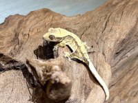 YAVRU CRESTED GECKOLAR