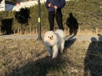 PEDIGREE’Lİ KAR BEYAZ GENÇ YETİŞKİN BOO