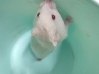 Syrian Hamster Son İki Yavrumuz