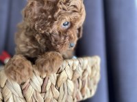 ÖMÜR BOYU IRK GARANTİSİ VE TAM TOY POODLE