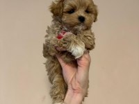 IRK GARANTİLİ MALTİPOO YAVRULARI