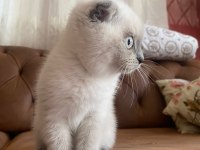Scottish Fold Blue Point Dişi