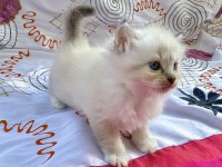 Safkan Ragdoll Yavru
