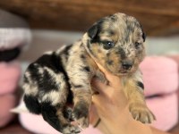 Tricolor Merle Border Collie Yavrularımız