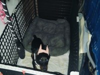 4 Aylık Dişi Doberman