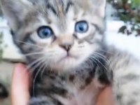 Kendi kedimin british shorthair yavrusu