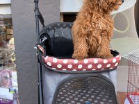 BEBEK ARABASI ÜCRETSİZ TOY POODLE