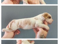 Burkemden dünyalar güzeli cavalier king charles yavruları