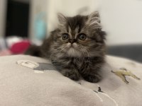 YAKIŞIKLI SİYAH ERKEK PUFİDİK İRAN KEDİSİ