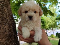 Maltipoo