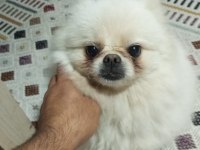 3 yaşında dişi pomeranian