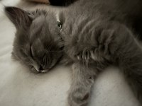 3 aylık british longhair sahiplendirme