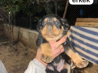 A kalite rottweiler bebeklerimiz