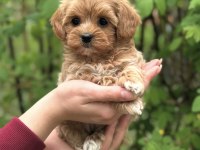 ŞEKER MALTİPOO YAVRULARIMIZ