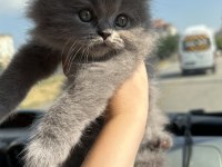 Top kafa british longhair
