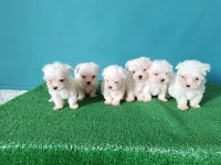 MALTESE YAVRULARI