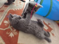 British shorthair sağlıklı yavrularımıza yeni yuva