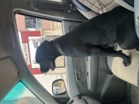 Safkan presa canario