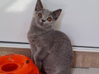 British shorthair yavruları