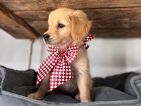 Şeker mi şeker golden retriever bebekler