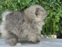 Teacup Dişi Pomeranian yavru