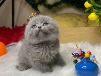 A kalite scottish fold bebek