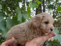 Mükemmel güzellikte maltipoo bebekler
