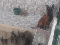 BELÇİKA MALİNOİS YAVRULARI HIRSLI