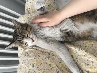 Uysal akıllı ilgi bağımlısı kedimiz
