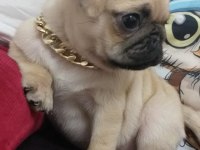 Köpekte kalite asla tesadüf değildir
