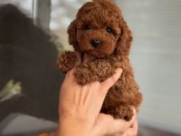 En sevimli toy poodle bebekler