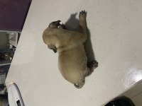 Pug yavrum gül kuyruk kuyruk