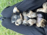 Orijinal prenses teacup yorkshire terrier