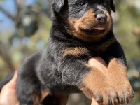 Harika Anatomi Rottweiler Yavrular