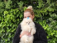 Gözyaşı lekesiz pamuk gibi aşılı bi pomeranian