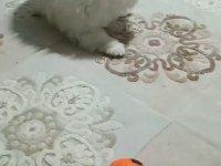 Pomeranian yavrumuuz