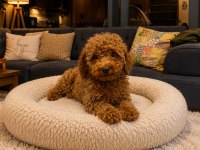 Toy Poodle Yavru Erkek Ve Dişi Yavrular Ücretsiz Teslimat