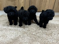 Toy poodle orjinal