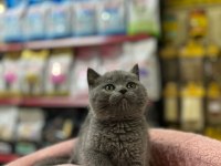 British shorthair 2 aylık kedimiz
