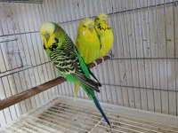 Jumbo muhabbet kuşları 2 çift